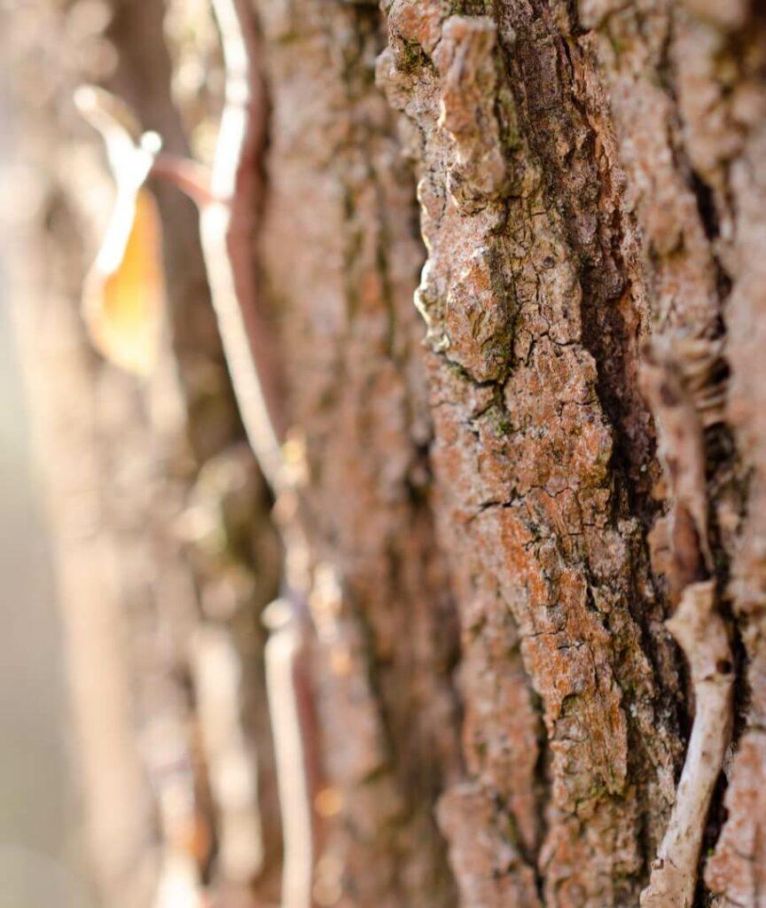 Makro header