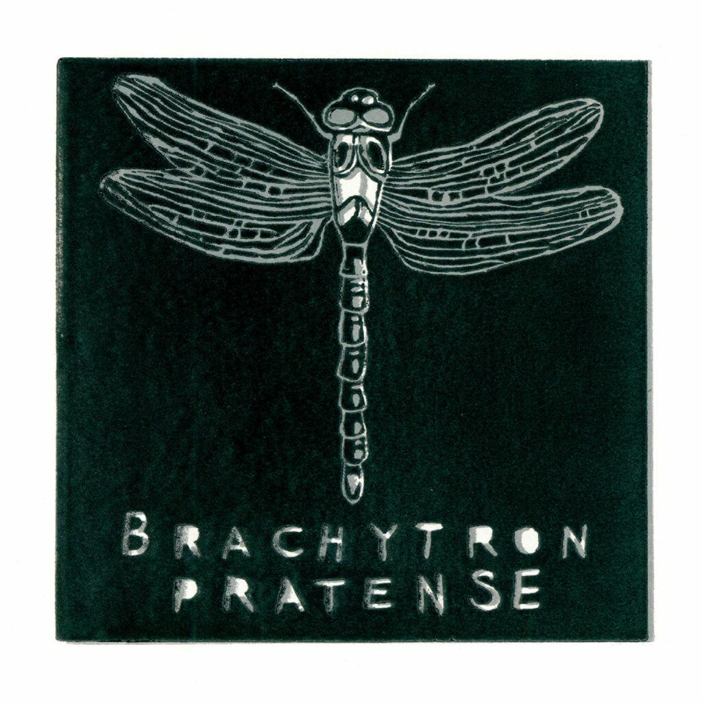 LinolInsekt Janzen bG bea